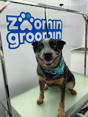We Love All Breeds - We love pampering all pups! From bath and blowouts to all over cuts, desheds to complex coats, big and small we will pamper them all. We Love All Breeds - We love pampering all pups! From bath and blowouts to all over cuts, desheds to complex coats, big and small we will pamper them all.