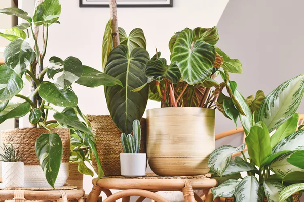 Houseplants - We have a large selection of houseplants from everyday to rare hard to find varieties.