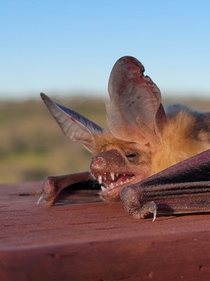 Bat Removal - Got Bats?
Contact our office 530-923-7422.
We can provide you with an estimate for Bat removal services. Bat Removal - Got Bats?
Contact our office 530-923-7422.
We can provide you with an estimate for Bat removal services.