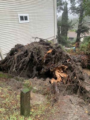 Emergecy Service - This was an emergency call. This tree fall a night before and it was blocked the exit. Emergecy Service - This was an emergency call. This tree fall a night before and it was blocked the exit.