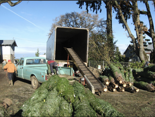 Christmas Tree - Harvesting our Christmas Tree in Oregon and serving the people of Paso Robles. Come on in for your Christmas Tree to light up your home! We are here till 12/24/24. Christmas Tree - Harvesting our Christmas Tree in Oregon and serving the people of Paso Robles. Come on in for your Christmas Tree to light up your home! We are here till 12/24/24.