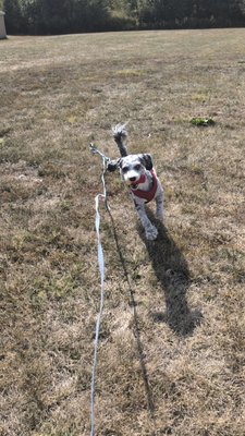 Dog walks and play - Some of our friends on fun walks and play