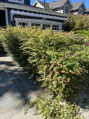 Removing bush, so Customer can see out of their driveway - It can become scary pulling out of your driveway, not knowing what’s walking on the curb so we solved the problem for the customer by removing their bush