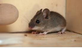 Rodents - Honorable Pest Control removes mice and rats from Michigan homes using a three-step system: complete inspection, strategic trapping and elimination, and permanent exclusion that seals every entry point with materials rodents cannot chew through. Serving Ann Arbor and 82 SE Michigan cities with same-day service, a 5.0 Google rating across 231 reviews, and family-safe methods. Call (734) 519-6671.

Rodents chew wires creating fire hazards that can burn down your home
According to the CDC, rodents spread 35+ diseases including Salmonella and Hantavirus
Mice can squeeze through holes the size of a dime