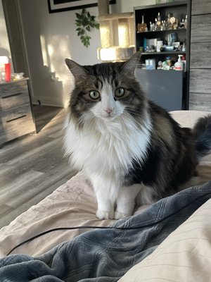 Pet/House Sitting - I pet-sited these beautiful cats and dogs for two weeks Pet/House Sitting - I pet-sited these beautiful cats and dogs for two weeks
