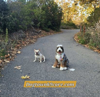 It's a no-brainer, Get a Dog Trainer! - Don't let them be a pain. Board and Train. TWO weeks will change your life with your dog! It's a no-brainer, Get a Dog Trainer! - Don't let them be a pain. Board and Train. TWO weeks will change your life with your dog!