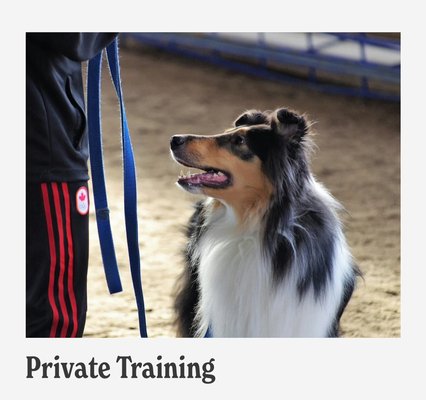 Private lessons - Our private training program offers one-on-one sessions with our Master Trainers, focusing on building a strong foundation of obedience and communication while addressing any behavioral concerns. This program is ideal for dogs without aggression issues and provides personalized guidance to help you and your dog achieve lasting results. Save with a package of eight one-hour sessions for $1,500.
Price: $200 per hour Private lessons - Our private training program offers one-on-one sessions with our Master Trainers, focusing on building a strong foundation of obedience and communication while addressing any behavioral concerns. This program is ideal for dogs without aggression issues and provides personalized guidance to help you and your dog achieve lasting results. Save with a package of eight one-hour sessions for $1,500.
Price: $200 per hour