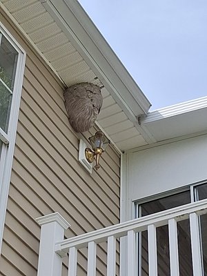 Hornet Wasp Treatment - Call for sameday servic! We treat hornets and wasps safely and effectively. They can be aggressive and even get indoors when the temperature drops. We can treat nests anywhere at any height needed. We use non-repellent products whenever possible to lessen the likelihood of them coming into the house. Hornet Wasp Treatment - Call for sameday servic! We treat hornets and wasps safely and effectively. They can be aggressive and even get indoors when the temperature drops. We can treat nests anywhere at any height needed. We use non-repellent products whenever possible to lessen the likelihood of them coming into the house.