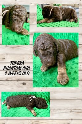 F2b Goldendoodles - Our breeding program aims to produce the best family dogs that has a good temperament, easy train ability, and beauty.  These dogs are friendly with kids, other people, and animals.  We strive to ensure that the transition from our home to their new forever home is as smooth and enjoyable as possible.  Our puppies are exposed to many experiences such as town driving, kids, animals, and are already started on potty training, leash training.  They are also accustomed to kennels and basic commands like “come” and “sit”.  We do ENS, ESI, and temperament testing.
  We are always available to answer any questions and provide guidance, even after you receive your new puppy.  Our puppies are sent home with microchip, training, vaccinations, Vitamins, certificate of Health and a welcome home bag.  They are sent with a blanket that has the scent of litter mates and mom.