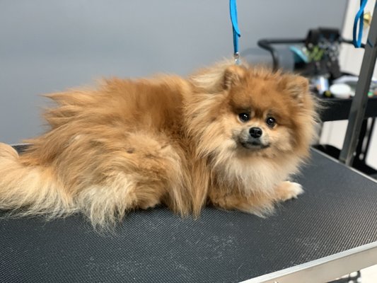 Dog grooming - Full groom - He was matted needed to shave down , very good boy with my services about two years