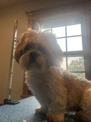Shihtzu mix gets a haircut - This is a Shihtzu bichon mix. Before and after. He was such a decent gentleman🐾