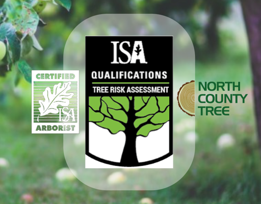 Licensed by CA State Contractors Board. Bonded & Insured. - 5 Signs That You Need to Hire a Tree Service Professional
When it comes to tree planting and maintenance, it always seems so easy until you realize that you are not doing it right. Trees are lovely for a home; actually every landscape could use a bot of some greenery. But trees also come with a lot of maintenance requirements. From watering, pruning, cabling weaker trunks, treating with pesticides to removing old dangerous leaning trees or cleaning branches after a storm, you surely need all the help you can get.
A tree service company will help you cultivate and manage your arboretum. Trees grow, reproduce, age, and get sick; just like all living things, they too need all the help to stay healthy, take in the sun, and bloom into rows of green, purple, red, and amber magnificence you all love.
Tree service professionals apply their knowledge of arboriculture to help you keep your compound healthy and well-kept. Here are the signs you need to hire a tree service company:
1. An unkempt yard
Nothing in homes screams of abandonment more than a bushy backyard and overgrown flower gardens. Even your visitors are going to start whispering among themselves. Bushy compounds do not only reduce your home’s aesthetic appeal but are also breeding grounds for mosquitos and other dangerous animals.
If you are busy, with no time to trim and prune away those overgrown branches, a tree service professional can take care of this for you and even shape that hedge for aesthetic appeal.
2. A dangerous leaning tree trunk or branch
Trees can become a nuisance when they extend over shedding their leaves and dropping branches on your door or roof. Sometimes they extend to the walkway too, blocking your path, so you have to push them away when passing.
Professional de-limbing and pruning can safely remove dangerous leaning trunks or ailing branches before they fall over on their own and wreak havoc.
3. Fallen trees and branches
Need to clean up after a storm? Get the services of professionals to prevent damage to property. A tree service company knows the best way to completely remove a tree plus its trunk without damaging the landscape.
Fallen trees can quickly be hurled out of walkways giving you quick access to your home. Any left branches and trunk can also be chopped into small pieces for use as firewood later.
4. Weaker stems
In the case of weaker stems, a tree service professional can apply bracing and cables to provide support. Cabling and bracing help give weaker trees a chance to live. They can also be used on damaged trees to prolong its lifespan. And lastly, these techniques keep trees from falling in traffic areas.
5. An ailing tree
Trees, too, get sick from fungi, bacteria, and virus infestation. Human activity and environmental stress also can cause trees to get sick. You can always tell a tree is sick if branches begin to fall off dead, the structure becomes unstable, leaves develop dark spots and turn into deformed shapes and the presence of insects eating away at the tree.
A tree service professional can help you take care of a sick tree before things get worse. These may involve pruning away infected branches to stop the spread of the disease, watering, hand trimming exposed roots, etc. Trees are the most essential means of life on this planet. Don’t let yours die. Get the services of North Country Tree to take care of yours today. Our arborists and landscapers can help keep your yard healthy. Licensed by CA State Contractors Board. Bonded & Insured. - 5 Signs That You Need to Hire a Tree Service Professional
When it comes to tree planting and maintenance, it always seems so easy until you realize that you are not doing it right. Trees are lovely for a home; actually every landscape could use a bot of some greenery. But trees also come with a lot of maintenance requirements. From watering, pruning, cabling weaker trunks, treating with pesticides to removing old dangerous leaning trees or cleaning branches after a storm, you surely need all the help you can get.
A tree service company will help you cultivate and manage your arboretum. Trees grow, reproduce, age, and get sick; just like all living things, they too need all the help to stay healthy, take in the sun, and bloom into rows of green, purple, red, and amber magnificence you all love.
Tree service professionals apply their knowledge of arboriculture to help you keep your compound healthy and well-kept. Here are the signs you need to hire a tree service company:
1. An unkempt yard
Nothing in homes screams of abandonment more than a bushy backyard and overgrown flower gardens. Even your visitors are going to start whispering among themselves. Bushy compounds do not only reduce your home’s aesthetic appeal but are also breeding grounds for mosquitos and other dangerous animals.
If you are busy, with no time to trim and prune away those overgrown branches, a tree service professional can take care of this for you and even shape that hedge for aesthetic appeal.
2. A dangerous leaning tree trunk or branch
Trees can become a nuisance when they extend over shedding their leaves and dropping branches on your door or roof. Sometimes they extend to the walkway too, blocking your path, so you have to push them away when passing.
Professional de-limbing and pruning can safely remove dangerous leaning trunks or ailing branches before they fall over on their own and wreak havoc.
3. Fallen trees and branches
Need to clean up after a storm? Get the services of professionals to prevent damage to property. A tree service company knows the best way to completely remove a tree plus its trunk without damaging the landscape.
Fallen trees can quickly be hurled out of walkways giving you quick access to your home. Any left branches and trunk can also be chopped into small pieces for use as firewood later.
4. Weaker stems
In the case of weaker stems, a tree service professional can apply bracing and cables to provide support. Cabling and bracing help give weaker trees a chance to live. They can also be used on damaged trees to prolong its lifespan. And lastly, these techniques keep trees from falling in traffic areas.
5. An ailing tree
Trees, too, get sick from fungi, bacteria, and virus infestation. Human activity and environmental stress also can cause trees to get sick. You can always tell a tree is sick if branches begin to fall off dead, the structure becomes unstable, leaves develop dark spots and turn into deformed shapes and the presence of insects eating away at the tree.
A tree service professional can help you take care of a sick tree before things get worse. These may involve pruning away infected branches to stop the spread of the disease, watering, hand trimming exposed roots, etc. Trees are the most essential means of life on this planet. Don’t let yours die. Get the services of North Country Tree to take care of yours today. Our arborists and landscapers can help keep your yard healthy.