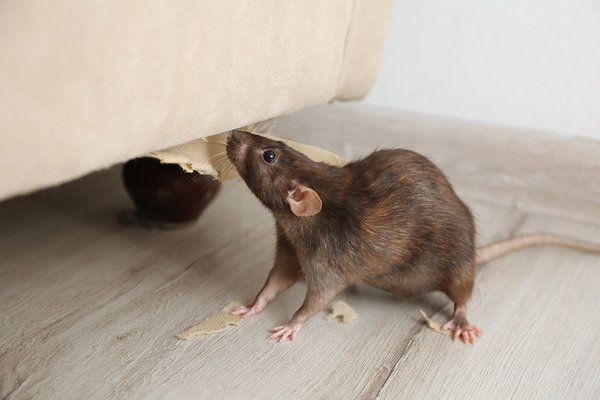 Rodent & Mice Control - Our expert team begins with a thorough inspection to identify potential entry points and signs of rodent activity. We then implement a tailored treatment plan that may include sealing entry points, setting traps, and using bait stations to effectively eliminate the rodent population. Our methods are designed to be both effective and humane, ensuring that we address the problem without causing unnecessary harm.