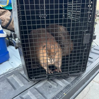 Wildlife & Semi-Aquatic Relocations - Our Wildlife and Semi-Aquatic Animal Control service provides safe, humane removal of unwanted animals from your property. We inspect the entire structure and outdoor areas to identify activity, entry points, burrows, and damage.
We humanely trap and relocate raccoons, skunks, opossums, squirrels, birds, and other wildlife. For semi-aquatic species such as beavers, muskrats, nutria, and similar animals, we locate tunnels and water-edge damage and apply specialized exclusion and trapping methods.
After removal, we seal all access points to prevent re-entry and reinforce vulnerable zones. When needed, we clean and sanitize affected areas to eliminate odors, bacteria, and contamination. This full service protects your home and landscape from disturbances, erosion, and structural damage. Wildlife & Semi-Aquatic Relocations - Our Wildlife and Semi-Aquatic Animal Control service provides safe, humane removal of unwanted animals from your property. We inspect the entire structure and outdoor areas to identify activity, entry points, burrows, and damage.
We humanely trap and relocate raccoons, skunks, opossums, squirrels, birds, and other wildlife. For semi-aquatic species such as beavers, muskrats, nutria, and similar animals, we locate tunnels and water-edge damage and apply specialized exclusion and trapping methods.
After removal, we seal all access points to prevent re-entry and reinforce vulnerable zones. When needed, we clean and sanitize affected areas to eliminate odors, bacteria, and contamination. This full service protects your home and landscape from disturbances, erosion, and structural damage.
