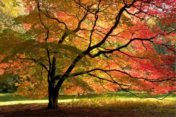 Get Beautiful, Healthy Trees, Start with Expert Tree Pruning - Think your trees may need pruning? We'll send our head arborist to assess your trees & consult you on the best course of action for healthful growth, entirely free of charge. Get Beautiful, Healthy Trees, Start with Expert Tree Pruning - Think your trees may need pruning? We'll send our head arborist to assess your trees & consult you on the best course of action for healthful growth, entirely free of charge.