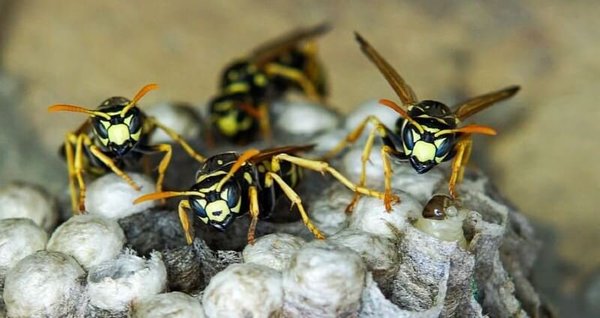 Wasp Control & Nest Removal Service - Our Unique Approach To Wasp Control & Nest Removal Service

Calling our team at Issaquah Pest & Home Services to help get rid of your hornets, yellow jackets, or paper wasps is really the best option. Even if you’re comfortable with removing them on your own, these stinging insects make nests in tricky spots like the ground, your home’s walls, and other hard to reach areas. In addition, getting rid of them depends on the time of year.

1. WASP NEST INSPECTION

We will perform a thorough inspection of your property, checking for nests in the ground, around bushes, trees, and more, and checking under eaves. Our goal is to locate all nests and identify the wasp species so that we can free your life of these stinging insects for good.

2. KNOCKDOWN NESTS

We will use an aerosol spray to treat the wasp nests. We spray at night because the wasps are far less aggressive, and are all at home. After the majority of the wasps are dead, or have flown away, we will remove the nests. On average, this waiting period takes 24 hours.

3. KILL EMERGING WASPS

We will dust void areas with an insecticide to kill emerging wasps and discourage them from returning next season. This will continue to kill wasps for six months, or more, in areas where the dust is protected.

4. SPRAY FUTURE NESTING AREAS

We will spray the wasp infestation, and surrounding areas, with a residual liquid insecticide. This treatment will control the wasps, in addition to preventing these stinging insects from building nests in the future.