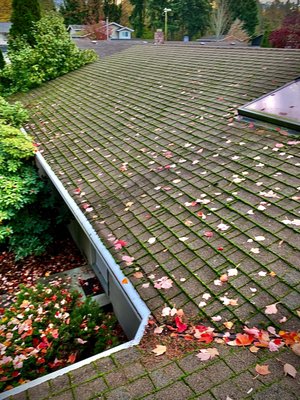 Roof Blow, Moss Removal & Treatment - We used a blower to remove all roof debris, then gently brushed off the large clumps of moss, and finally applied a treatment to the entire roof. This is necessary maintenance 1-2x year depending on your surroundings. Roof Blow, Moss Removal & Treatment - We used a blower to remove all roof debris, then gently brushed off the large clumps of moss, and finally applied a treatment to the entire roof. This is necessary maintenance 1-2x year depending on your surroundings.