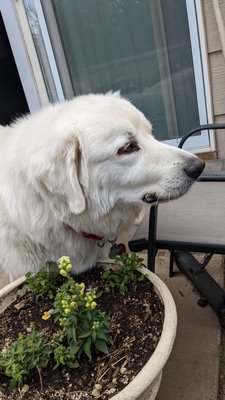 Pet Sitting - Dogs - Pictures of my clients beloved companions!
All images are posted with express permission from the client. Pet Sitting - Dogs - Pictures of my clients beloved companions!
All images are posted with express permission from the client.