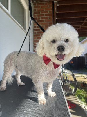 Petit bichon frisé tout mignon après service - Summer haircut (body shaving) with puppy face and circle head Petit bichon frisé tout mignon après service - Summer haircut (body shaving) with puppy face and circle head