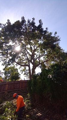 Oak Tree Pruning by certified tree trimmers. - These are photos of our most recent tree pruning jobs provided by our certified tree trimmers. Oak Tree Pruning by certified tree trimmers. - These are photos of our most recent tree pruning jobs provided by our certified tree trimmers.