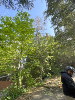Dead Douglas fir removal in Lynnwood - This project was a hazardous dead fir removal in Lynnwood. If you see a dead tree, it’s best to have it analyzed to make sure it does not pose a threat to the safety of your home. Call today to schedule a free evaluation.