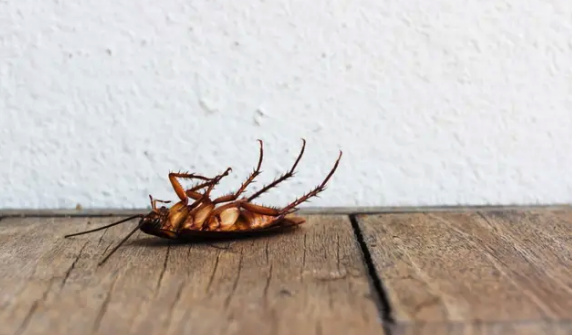 Cockroaches - Honorable Pest Control eliminates cockroaches in Michigan using professional gel bait and crack-and-crevice treatment that destroys the entire colony, not just the roaches you see. Pet-safe and family-safe. Serving Ann Arbor and 82 SE Michigan cities with a 5.0 Google rating across 231 reviews. Cockroach elimination starts at $427, or $227 when bundled with the Honorable Shield plan. Call (734) 519-6671 for same-day service.

Cockroaches spread 33 different diseases including E. coli and Salmonella
They multiply fast. One female produces up to 400 offspring in her lifetime
Store-bought sprays often make the problem worse