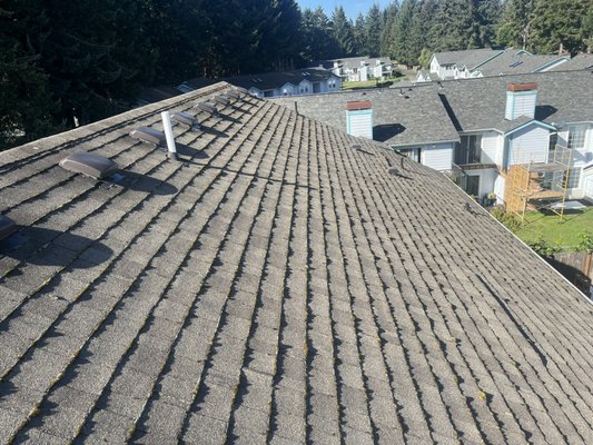 Roof cleaning - Roof cleaning and moss treatment