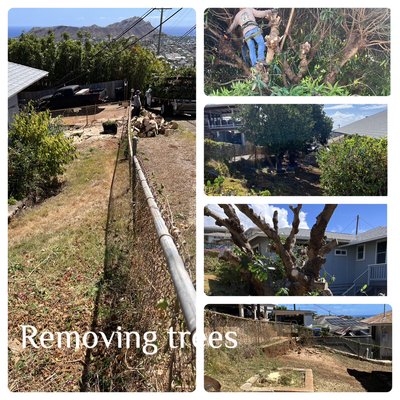Tree Trimming - This is a project we did where we cleaned up the trees, leveled the ground, and laid sod!
