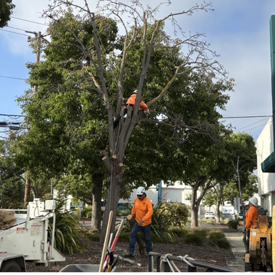 Tree service that goes above and beyond - No matter your tree care needs in the Central Peninsula or South Bay, West Coast Tree Care will be there to see you through. We understand the importance of consistent and proactive tree service. That means we don’t just remove trees when they’re already dying or dead — we also do everything we can to support the growth of your trees while they still have potential. With our trimming and pruning services, we can target problem areas and encourage new growth, creating a stable base for young trees and cleaning up more established ones. Tree service that goes above and beyond - No matter your tree care needs in the Central Peninsula or South Bay, West Coast Tree Care will be there to see you through. We understand the importance of consistent and proactive tree service. That means we don’t just remove trees when they’re already dying or dead — we also do everything we can to support the growth of your trees while they still have potential. With our trimming and pruning services, we can target problem areas and encourage new growth, creating a stable base for young trees and cleaning up more established ones.