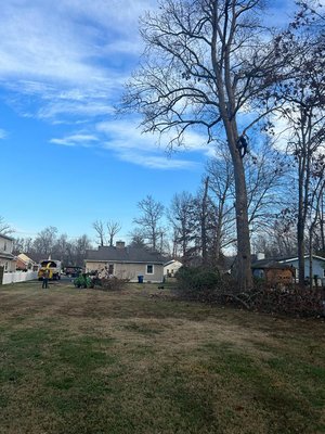 Tree removal - This dead tree was at its worst and needed to be taken care of Tree removal - This dead tree was at its worst and needed to be taken care of