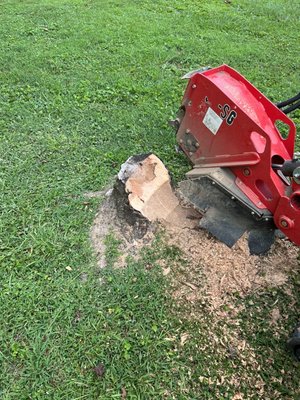 STUMP GRINDING - Customer needed a stump removed, in order to to lay sod grass. Customer can plant grass and mow with no stump in the way