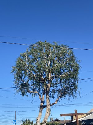 Tree trimming - These are tree trimming jobs done with only pruner and not chainsaw to leave them natural and healthy. Tree trimming service done with our special arborist which always lets owner know if the tree is healthy and when is the best time to trim it.