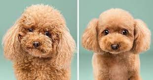 Groomin' - These two Grooms were great! The pups really enjoyed every minute of it. From bath to blow out, from nail clipping to shaping they were happy.