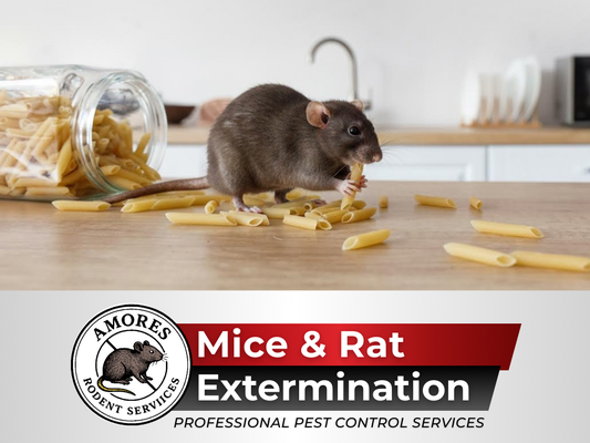 Mice & Rat Extermination - Mice & Rat Extermination