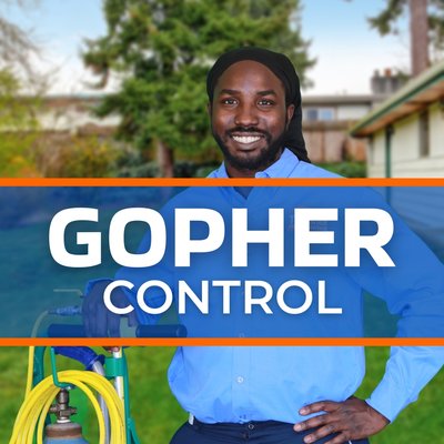 Gopher Control Services - LAWN & LANDSCAPE GOPHER CONTROL
LAWN PROJECT:
When someone needs a gopher exterminator or gopher removal, our trained technicians are ready for the job. One of our client’s beautiful lawns was pocketed by gopher mounds almost overnight. We dispatched a trained gopher removal pro right away. Gophers reproduce at a phenomenal rate. With all the rain this year, the client’s lawn was lush and green. It was like there was a “Welcome” sign out front for a gophers. In this instance, baiting was the best option for gopher extermination. Our pest control pro quickly went to work using a probe to locate the main underground tunnel, ignoring the lightly used lateral tunnels. By strategically placing the bait where it would only be found by gophers, we quickly got the gophers under control. Once patched and reseeded, the lawn will look great again. However, because of the rapid reproduction of gophers, the homeowner knows that one gopher mound is one too many. Before you can say “Caddy Shack” there will be dozens of tunnels and a destroyed lawn. A group of gophers is called a secession, probably because new gophers readily invade vacated territory. Being watchful can prevent a small problem for becoming a huge gopher extermination project.
LANDSCAPE PROJECCT: Lawn-free landscapes are not gopher-free zones as one client recently discovered. As expert gopher exterminators we knew what to do. Gophers are herbivores. They are the goats of the underground. They’ll eat just about any root or shoot they find, leaving dead plants and destruction behind. So that nice low maintenance yard with a lot of native or Mediterranean plants? Gopher food. Especially after a wet winter when plants are sending out lots of roots and the soil is moist and easy to burrow in. This client had a combination of native landscape and hillside being pocketed by gophers. Our gopher removal pest control technicians are trained for this situation. They identified the main underground tunnels (there were several), applied gopher extermination bait, and sealed the bait inside. Because of the size of the gopher population, we will need make repeat applications until the gophers are under control. (Gophers don’t hibernate and a female gopher can produce up to 3 litters per year. Litters average 5 to 6 young.) Gopher Control Services - LAWN & LANDSCAPE GOPHER CONTROL
LAWN PROJECT:
When someone needs a gopher exterminator or gopher removal, our trained technicians are ready for the job. One of our client’s beautiful lawns was pocketed by gopher mounds almost overnight. We dispatched a trained gopher removal pro right away. Gophers reproduce at a phenomenal rate. With all the rain this year, the client’s lawn was lush and green. It was like there was a “Welcome” sign out front for a gophers. In this instance, baiting was the best option for gopher extermination. Our pest control pro quickly went to work using a probe to locate the main underground tunnel, ignoring the lightly used lateral tunnels. By strategically placing the bait where it would only be found by gophers, we quickly got the gophers under control. Once patched and reseeded, the lawn will look great again. However, because of the rapid reproduction of gophers, the homeowner knows that one gopher mound is one too many. Before you can say “Caddy Shack” there will be dozens of tunnels and a destroyed lawn. A group of gophers is called a secession, probably because new gophers readily invade vacated territory. Being watchful can prevent a small problem for becoming a huge gopher extermination project.
LANDSCAPE PROJECCT: Lawn-free landscapes are not gopher-free zones as one client recently discovered. As expert gopher exterminators we knew what to do. Gophers are herbivores. They are the goats of the underground. They’ll eat just about any root or shoot they find, leaving dead plants and destruction behind. So that nice low maintenance yard with a lot of native or Mediterranean plants? Gopher food. Especially after a wet winter when plants are sending out lots of roots and the soil is moist and easy to burrow in. This client had a combination of native landscape and hillside being pocketed by gophers. Our gopher removal pest control technicians are trained for this situation. They identified the main underground tunnels (there were several), applied gopher extermination bait, and sealed the bait inside. Because of the size of the gopher population, we will need make repeat applications until the gophers are under control. (Gophers don’t hibernate and a female gopher can produce up to 3 litters per year. Litters average 5 to 6 young.)