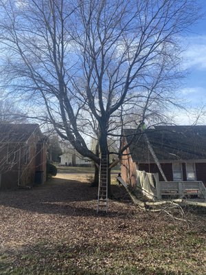 Beautification - Removal of two tree located in between two houses Beautification - Removal of two tree located in between two houses