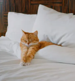 In-Home Cat Sitting - Our experience includes years of working in veterinary hospitals as well as grooming shops.
What sets us apart is our unwavering commitment to providing honest, caring, and dependable service. Your cat's comfort and happiness are top prioritiy.
We treat every cat as if they were our own. You can trust us to be there when needed, ensuring your kitties receive the love and attention they deserve.
With Kitty Cat Concierge, you can enjoy peace of mind, knowing your feline family members are in the hands of true cat enthusiasts who are dedicated to their well-being. Let's make your cats' experience purr-fect! In-Home Cat Sitting - Our experience includes years of working in veterinary hospitals as well as grooming shops.
What sets us apart is our unwavering commitment to providing honest, caring, and dependable service. Your cat's comfort and happiness are top prioritiy.
We treat every cat as if they were our own. You can trust us to be there when needed, ensuring your kitties receive the love and attention they deserve.
With Kitty Cat Concierge, you can enjoy peace of mind, knowing your feline family members are in the hands of true cat enthusiasts who are dedicated to their well-being. Let's make your cats' experience purr-fect!