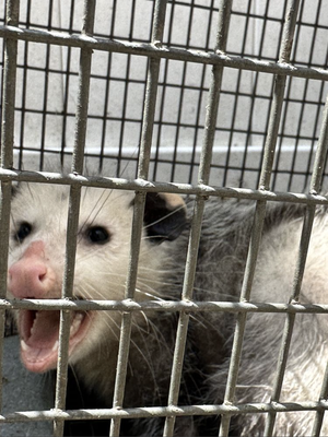 Opossums, Snakes, Coyotes & More - Got a wildlife problem? We have solutions. Contact us today.