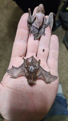 Bat Eviction and Exclusion - Bats are one of nature's most vital and misunderstood creatures. This flying mammal serves a great role in the ecosystem. If you have an issue, let us find a solution. We can evict them and ensure they do not return next year. Call us today! Bat Eviction and Exclusion - Bats are one of nature's most vital and misunderstood creatures. This flying mammal serves a great role in the ecosystem. If you have an issue, let us find a solution. We can evict them and ensure they do not return next year. Call us today!