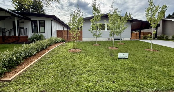 Front Yard Tree Enhancement & Clover Lawn Restoration – Calgary, AB - Front Yard Tree Planting & Clover Lawn Restoration – Calgary, AB
We transformed this residential front yard with a clean, sustainable upgrade focused on curb appeal and long-term health.
Scope of Work:
• Installed a fresh wooden border and proper tree wells. Finished with an application of premium natural cedar mulch to retain moisture and regulate temperate.
• Fully restored the existing clover lawn by hand: thorough weeding, top-dressing, and overseeding to create a thick, lush, low-maintenance green space.
The result is a vibrant, natural-looking yard that blends beautifully with the home while supporting pollinators and water conservation—perfect for Calgary’s climate. Front Yard Tree Enhancement & Clover Lawn Restoration – Calgary, AB - Front Yard Tree Planting & Clover Lawn Restoration – Calgary, AB
We transformed this residential front yard with a clean, sustainable upgrade focused on curb appeal and long-term health.
Scope of Work:
• Installed a fresh wooden border and proper tree wells. Finished with an application of premium natural cedar mulch to retain moisture and regulate temperate.
• Fully restored the existing clover lawn by hand: thorough weeding, top-dressing, and overseeding to create a thick, lush, low-maintenance green space.
The result is a vibrant, natural-looking yard that blends beautifully with the home while supporting pollinators and water conservation—perfect for Calgary’s climate.