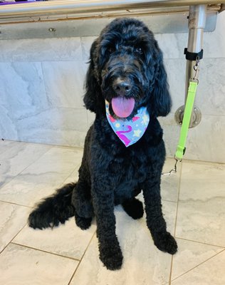 Dog Grooming Services in Central Florida - We guarantee the LOWEST price for dog grooming services and are committed to safe, stress-free, one-on-one house-call grooming brought to your doorstep with Terrie's Polished Paws, Licensed and Insured. Conveniently located Downtown Orlando for a salon option. Dog Grooming Services in Central Florida - We guarantee the LOWEST price for dog grooming services and are committed to safe, stress-free, one-on-one house-call grooming brought to your doorstep with Terrie's Polished Paws, Licensed and Insured. Conveniently located Downtown Orlando for a salon option.
