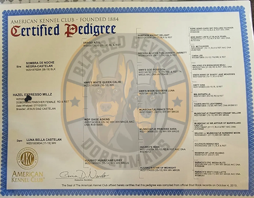 Pedigrees - Superior Pedigree: Blessed Beyond Dobermans

At Blessed Beyond Dobermans, we pride ourselves on producing Dobermans with outstanding pedigrees. Our American and European Dobermans come from carefully selected bloodlines that prioritize health, temperament, and breed conformation. Each of our dogs is bred from champion lineage, ensuring that your future companion reflects the best traits of the Doberman breed.

Our commitment to maintaining a high pedigree standard means that every puppy inherits strong genetics, ideal for both companionship and protection. We take care to match dogs that exemplify the breed’s excellence—resulting in puppies with superb agility, intelligence, and loyalty.

When you choose a Blessed Beyond Dobermans puppy, you’re not just choosing a pet, but a carefully bred Doberman from a lineage that upholds the best qualities of the breed.

Take a look at our website to view all Pedigree Certifications.

Explore the difference that a strong pedigree makes—contact us today to learn more about the pedigrees of our available puppies!