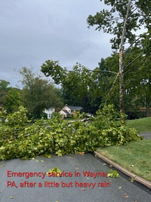 Emergency service in Wayne,  PA
Sycamore tree split and was blocking the street - Sycamore tree split in Wayne,  PA