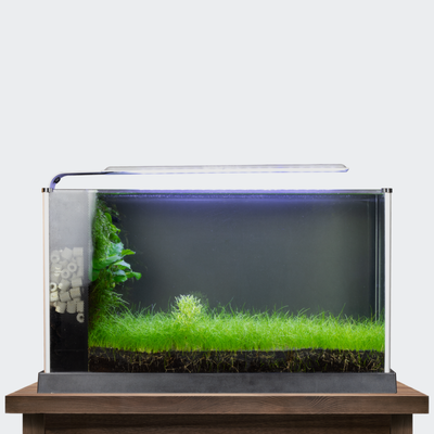 Ellinia - Inspired by fictional town of Ellinia from MapleStory, this tank features a lush grassy floor that leads to a thick forested wall of Christmas moss where broad leaves of Anubis extend outwards. This tank is specifically made for Betta fish (also known as the Siamese fighting fish) in mind. The broad leaves of Anubias barteri var. nana that rests against the mossy wall is designed to be the ideal resting place for Betta fish, as they prefer to rest on leaves close to the surface of the water. Ellinia - Inspired by fictional town of Ellinia from MapleStory, this tank features a lush grassy floor that leads to a thick forested wall of Christmas moss where broad leaves of Anubis extend outwards. This tank is specifically made for Betta fish (also known as the Siamese fighting fish) in mind. The broad leaves of Anubias barteri var. nana that rests against the mossy wall is designed to be the ideal resting place for Betta fish, as they prefer to rest on leaves close to the surface of the water.