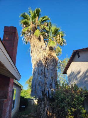 Palm Tree Removal - Palms trees never trimmed and creating a potential fire hazard. Customer contacted us and professionally removed the palms safely without affecting the surrounding. We removed stumps and root and finished job. Palm Tree Removal - Palms trees never trimmed and creating a potential fire hazard. Customer contacted us and professionally removed the palms safely without affecting the surrounding. We removed stumps and root and finished job.