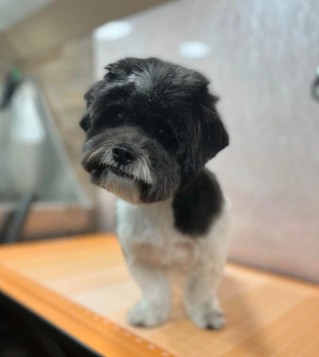 Deep Clean + Haircut - An after hiking, beach, lake (or alikes), service
Intended for furry clients with:
heavy dirt Deep Clean + Haircut - An after hiking, beach, lake (or alikes), service
Intended for furry clients with:
heavy dirt