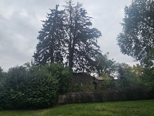 Tree Removal - We do tree removals and tree trimming and clean-out. Also, we do Bushes and shrubs. We do excellent work even if we only have a small area to take down the tree. Best price you will find!