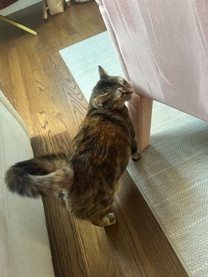 Petcare with TCG x 2 - More highlights from our time petsitting these furry friends. Book us for all your petcare needs! Petcare with TCG x 2 - More highlights from our time petsitting these furry friends. Book us for all your petcare needs!