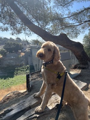 Hikes - Hikes benefit all kinds of pups! Pups who love adventure, have lots of energy, need more stimulation and thrive in new environments.
45 minute hike $50
1 hour hike $55
Pack hike $50 Hikes - Hikes benefit all kinds of pups! Pups who love adventure, have lots of energy, need more stimulation and thrive in new environments.
45 minute hike $50
1 hour hike $55
Pack hike $50
