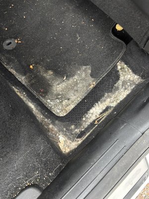Shampoo - Carpet shampooing doesn’t only clean your carpet. A shampoo can also rejuvenate the fibers and extend the life of the carpet. Shampoo - Carpet shampooing doesn’t only clean your carpet. A shampoo can also rejuvenate the fibers and extend the life of the carpet.